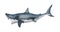 Illustration of a great white shark with open jaws in a feeding mode isolated on a white background side view