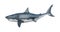 Illustration of a great white shark with slightly open jaws isolated on a white background side view