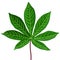 illustration of green cassava leaves