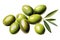 Illustration of a group of green olives with leaves on a white background as a design element for olive packaging.