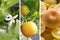 Illustration of the growing citrus plants in greenhouses. Calamondin flowering, orange fruits ripening and delicious cutted in