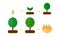 illustration. growth stages of orange trees Blooming oran