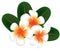 Illustration of Hawaii flower Frangipani, white Plumeria