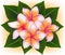 Illustration of Hawaii pink flower Frangipani, plumeria rubra