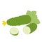 Illustration of healthy and nutritious cucumber vegetable whole and cut with flower and roll cut in minimalistic flat