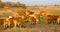 Illustration of herd of cows in the steppes of Hortobagy