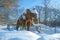 An illustration of a herd of Woolly Mammoth