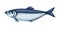 Illustration of herring fish. Pacific sardine.