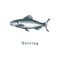 Illustration of herring. Fish sketch in vector. Drawn seafood in engraving style. Used for can sticker, shop label etc.