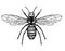 Illustration of a Hornet in a vintage sketch style. Hand drawn wasp isolated on white. Emblem of a bee, hornet, pest