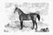 Illustration of Horses engraving