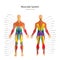 Illustration of human muscles. Exercise and muscle guide. Gym training. Front and rear view. Muscle man anatomy.