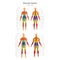 Illustration of human muscles. Female and male body. Gym training. Front and rear view. Muscle man anatomy.