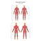 Illustration of human muscles. Female and male body. Gym training. Front and rear view. Muscle man anatomy.