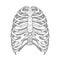 Illustration of human rib cage. Line art style. Boho vector