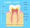 Illustration of human tooth diagram. Tooth structure vector illustration