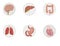 Illustration of icons of human organs, heart, brain, liver, intestine, stomach, lungs