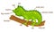 Illustration of iguana vocabulary part of body