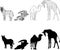 Illustration with the image of zebra, giraffe, crocodile and camel, made contours and silhouettes. black and white.