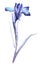 Illustration of iris. Sumi-e style, colored with blue colors.