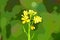 Illustration of a isolated mustard plant with green background.