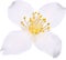 Illustration with jasmin single flower isolated on