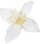 Illustration with jasmine single flower isolated on white