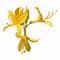Illustration of korean azalea rhododendron isolated. Botanical drawing in yellow colors.