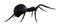 Illustration of a large black hairy spider walking forward isolated on a white background