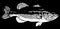 Illustration of largemouth bass fish head on black backgorund