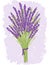 Illustration of lavender bouquet