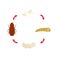 Illustration life cycle mealworm