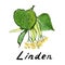 illustration of linden officinalis with yellow flowers