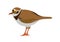 Illustration of a little ringed plover, Charadrius dubius