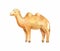 Illustration of little standing camel
