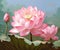 Illustration of a lotus flower image in pink and green, inspired by serene and peaceful landscapes and meditation. Generative AI