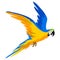 Illustration of macaw parrot. Tropical exotic bird on white background.