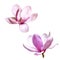 Illustration of a magnolia flower isolated on