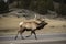 illustration, a male moose crosses a road, ai generative