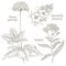 Illustration of medical herbs ginseng, potentilla, milfoil.