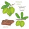 Illustration of a medicinal plant Terminalia arjuna-02