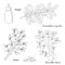 Illustration of a medicinal plants Commiphora myrrha and Boswellia Sacra-01