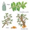 Illustration of a medicinal plants Commiphora myrrha and Boswellia Sacra-02