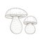 Illustration of mushroom with different size