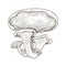 Illustration of mushroom hand drawn