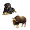 Illustration of musk-ox, dog and Rottweiler