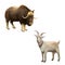 Illustration of musk-ox. Goat standing up isolated