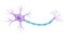 Illustration of neuron anatomy. Vector infographic Neuron, nerve cell axon and myelin sheath