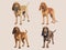 Illustration of Noble Bloodhound - Pet Dog