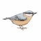 Illustration of a nuthatch bird